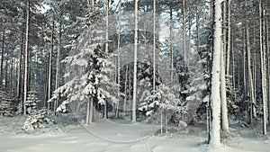 Christmas trees covered in fresh snow in a fabulous winter pine forest