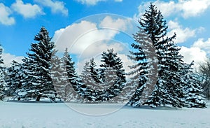 Christmas Trees Covered With Snow