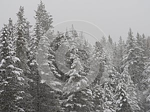 Christmas trees covered in snow