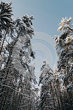 Christmas trees covered with snow in the winter forest.