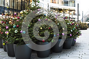 Christmas trees decorated with multicolored balls, lots of small trees in pots standing together with versicolor Christmas balls. 