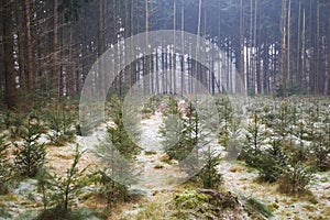 Christmas trees in the forest