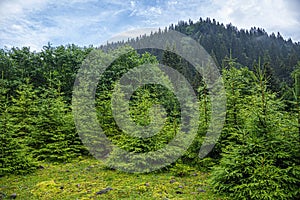 Christmas trees in the mountain forest.