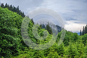 Christmas trees in the mountain forest.