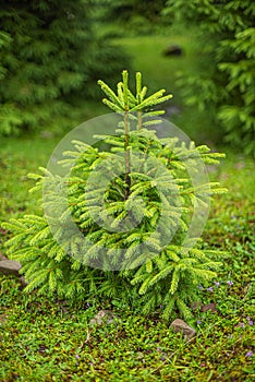 Christmas trees in the mountain forest.