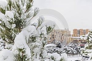 Christmas trees in the park covered with snow in the city of Baku in January