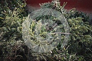 Christmas trees at recycling center