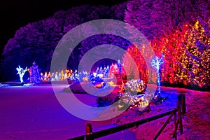 Christmas trees row and frozen lake view