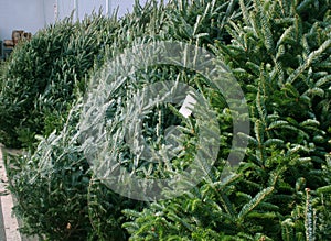 Christmas trees for sale