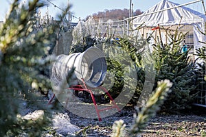 Christmas trees on sale