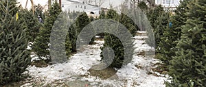 Christmas trees for sale with snow on the ground