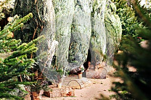 Christmas trees shopping business market growers December