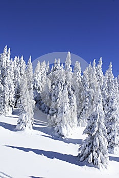 Árboles en la nieve 