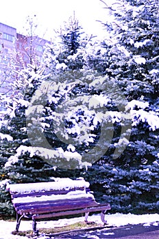 Christmas trees in the snow and a bench