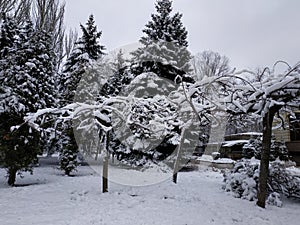 Christmas trees in the snow. Winter. Winter landscape. Winter city. Trees in the snow. Snowy streets. Park in the snow.