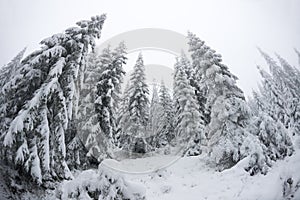 Christmas trees standung tall in the cold weather