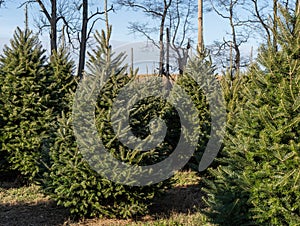 Christmas Trees at Tree Farm