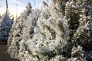 Christmas trees on a tree lot - white flock