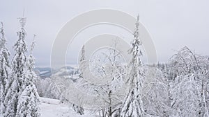 Christmas trees and trees in the snow.