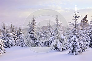 Christmas trees under heavy snow