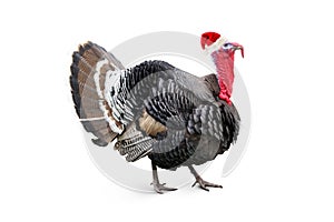 Christmas turkey