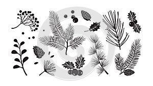 Christmas vector branches, tree, fir and pine cones, evergreen set, holiday decoration, black winter plant, leaf and twig. Nature