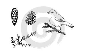 Christmas vector by hand cone branch bird nature winter linear art