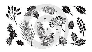 Christmas vector plants, branches, fir, pine cones, evergreen tree set, holiday decoration, black winter leaf and twig. Nature