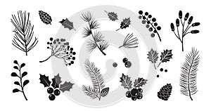 Christmas vector plants, holly berry, christmas tree, pine, leaves branches, holiday decoration, winter symbols. Black silhouettes