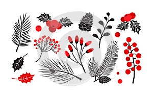 Christmas vector plants, holly winter decor, fir and pine tree, berry and leaves branches, holiday set. Red and black colors.