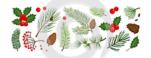 Christmas vector plants, tree, fir, pine and cone, holly winter decor, berry, leaves branches, holiday set. Nature illustration