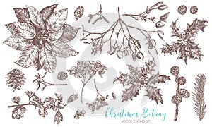 Christmas vintage collection of flowers and evegreen plants