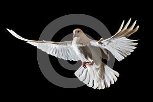 Christmas white bird flying on a black background