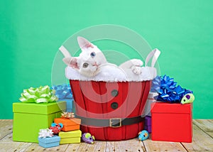 Christmas white kitten with heterochromia