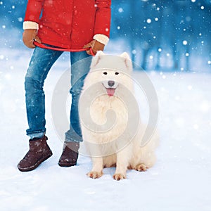 Christmas white Samoyed dog in winter day on leash with woman owner over snowflakes