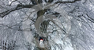 Christmas white snowy owl wearing a santa claus hat sitting in a tree hole of a big and beautiful tree covered in snow in winter s