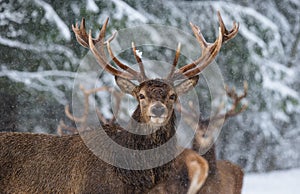 Christmas Wildlife Story.Great Adult Noble Red Deer With Big Horns, Look At You. Portrait Of Great Stag With Big Antlers At Winter