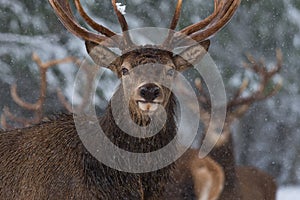 Christmas Wildlife Story.Portrait Of Lonely Stag Under Falling Snowflakes. Great Adult Red Deer With Careful Look Close-Up. Beloru