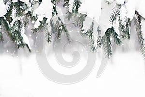 Christmas winter background. Fir tree branch covered with snow in winter day