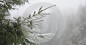 Christmas Winter Background With Fir Tree Branches and Blurred Forest Background