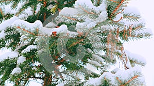 Christmas winter background. Snow covered fir tree