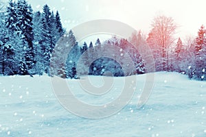 Christmas winter background with snow and trees