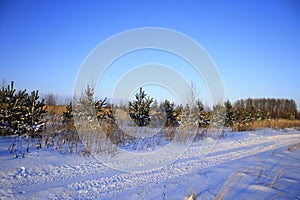 Christmas winter background with snow and trees