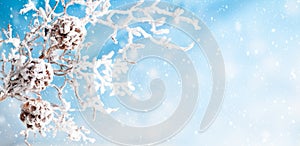 Christmas or winter background with snowy frosted branches and pine cones. Nature landscape with copy space