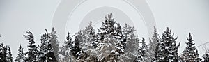 Christmas, winter concept. Forest with snow at top of trees, misty sky background. Panoramic view, banner.