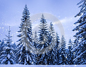 Christmas winter landscape