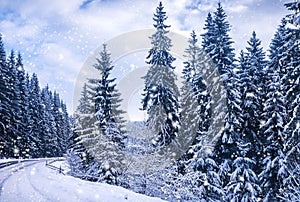 Christmas winter landscape