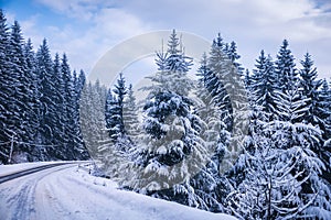 Christmas winter landscape