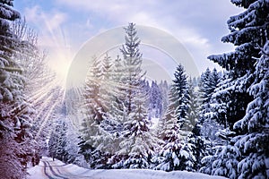 Christmas winter landscape