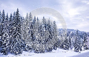 Christmas winter landscape